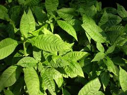 Image result for Psychotria succulenta