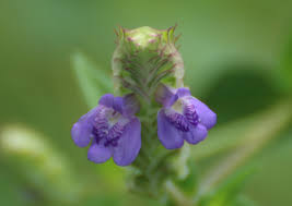 Image result for Rungia grandis