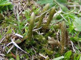 Image result for Selaginella cathedrifolia