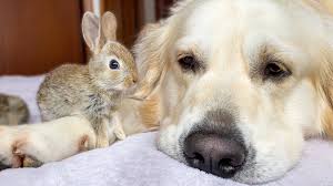 Pets offered by humane societies and shelters, owners and we have 6 adorable non registered golden retriever puppies for sale, born on may 22nd. Cute Baby Bunnies Think The Golden Retriever Is Their Mother Youtube