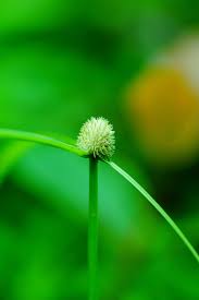 Image result for Kyllinga erecta