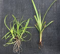 Image result for Kyllinga