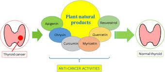 Plant Natural Products With Anti Thyroid Cancer Activity Sciencedirect
