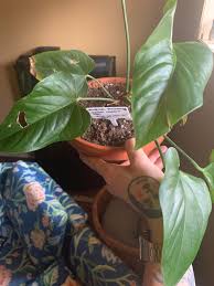 Is there a cure or is it time. Help Does Anyone Know What S Wrong With My Plant First I Thought It Was Humidity Problem But With That Hole In One Of The Leaves I M Worried That It S Some Kind Of