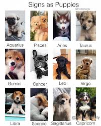 Horoscopeslove Zodiac Signs Animals Zodiac Signs Sagittarius Zodiac Star Signs
