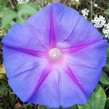 Maybe you would like to learn more about one of these? Ipomoea Violacea Seeds Purple Morning Glory For Sale