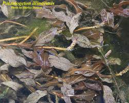 Image result for Potamogeton
