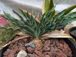 Image result for Boophone disticha