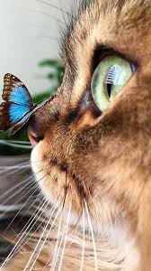 This Is A Cute Kitten With A Cute And Pretty Blue Butterfly In 2020 Cute Animals Baby Animals Pictures Cute Cat Wallpaper