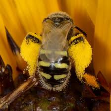 Image result for Isoglossa perdita