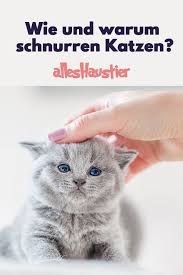 Wie Und Warum Schnurren Katzen Alles Haustier Warum Schnurren Katzen Katzen Schnurren
