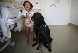 Large selection of service dog id cards, vest and gear, licensed therapist letters Therapy Dogs Love Their Jobs Is Your Pup Cut Out For It