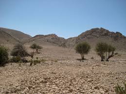 Image result for Cienfuegosia gerrardii