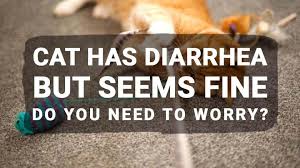We did not find results for: Cat Has Diarrhea But Seems Fine Do You Need To Worry Meowkai