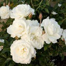 Tips On Rose Care Throughout The Year How To Properly Care For The Roses Properly Roses Throughout Hybridtearoses Rose Care Growing Roses Rose Varieties