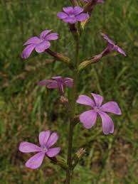 Image result for Buchnera