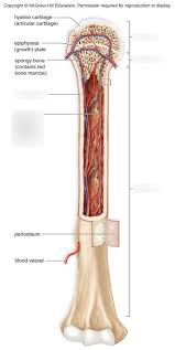 Long bone diagram labeled quizlet / anatomy lecture 5. Chapter 12 Long Bone Anatomy Diagram Quizlet