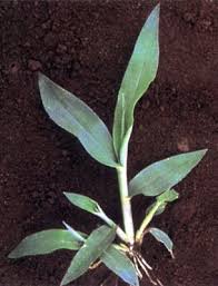 Image result for Urochloa marlothii