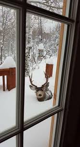 Aww He Needs Help Animals Animals Wild Animals Beautiful