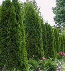 Be well aware of any power lines or other obstructions that may be in the way when your shrubs and. 8 Fence Line Ideas Privacy Trees Privacy Landscaping Backyard