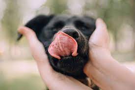 Why Your Dog Keeps Licking Their Nose