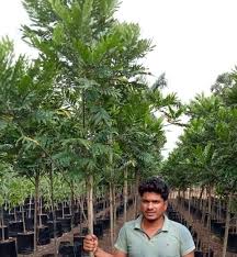 Image result for Filicium decipiens