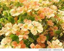 Image result for Tropaeolaceae