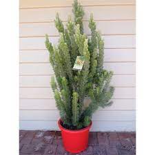 Find 305mm Adenanthos Sericeus Albany Woollybush At Bunnings Warehouse Visit Your Local Store For The Widest Range Of Gard Native Garden Warehouse Home Garden