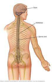 The bones of the chest — namely the rib cage and spine — protect vital organs from injury, and also provide the scapula, or shoulder blade , is a flat triangular bone located in the back of the shoulder. Spinal Cord Tumor Symptoms And Causes Mayo Clinic
