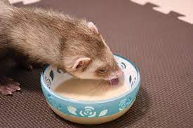 フェレットの療法食は 体調不良に備えて流動食を エキゾチックアニマル ペットフード ペット用品