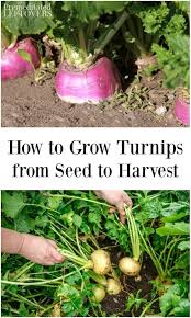 If you want to buy turnips in animal crossing, follow these tops. These Tips On How To Grow Turnips Include How To Plant Turnip Seeds How To Care For Turnips And Planting Vegetables Organic Vegetable Garden Growing Turnips