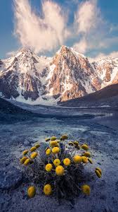 snow mountain camomile 天山甘菊 新疆天山山脉第一神山 博格达峰海拔5445米 位于东经88 3度 北纬43 8度 在这生命禁区的雪线之间 生长着许多奇花异草 如雪莲 野罂粟 翠雀 金莲 金娇 百里香 柳兰及各种多肉植物 虽然它们每年仅有7 8两个月的生长期