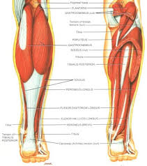 Knee tendons medical vector illustration scheme, anatomical diagram. Achilles Tendon Rupture And Achilles Tendonitis Treatment