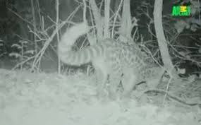 Wildlife conservation status in zanzibar. Zanzibar Leopard A Twitteren Some Of Our First Footage Of The Zanzibar Servaline Genet Here