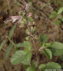 Image result for Ocimum filamentosum