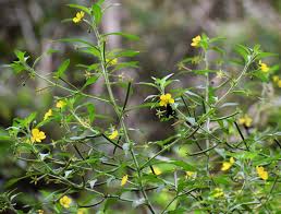 Image result for Ludwigia leptocarpa