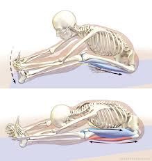 Releasing The Hamstrings In Janu Sirsasana Anatomy Massage Yoga Exercicios De Alongamento Sequencias De Ioga Poses De Ioga