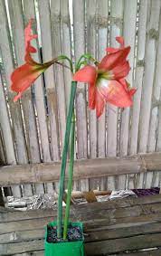 Bunga amaryllis juga dikenal sebagai bunga bakung atau bunga lily.bunga amaryllis berasal dari wilayah tropis seperti. Jual Bunga Amarilis Orange Terbaru Juni 2021 Blibli