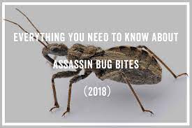 We did not find results for: Everything You Need To Know About Assassin Bug Bites 2018 Pest Wiki