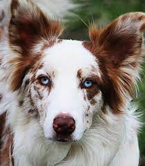 Border Collie Red Merle Border Collie Red Merle Red Merle Border Collie Border Collie Red