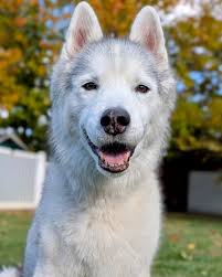 My puppies canine broke off, she doesn't seem to be in pain and her gums  aren't red. Should I be concerned? (it's a baby tooth)