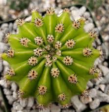 Maybe you would like to learn more about one of these? Echinobivia Hybrid Rainbow Bursts Planet Desert