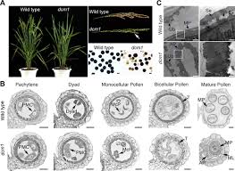 Since there must not be plant cells without plastids, the production of this organelle may regulate the cellular division: The Zinc Finger Protein Dcm1 Is Required For Male Meiotic Cytokinesis By Preserving Callose In Rice