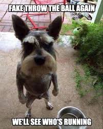 Top Comments Of The Week 21 Photos Funny Animal Memes Funny Dogs Angry Dog