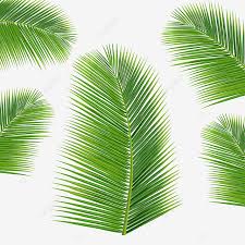 Ketupat yang bagus dibuat dari daun kelapa yang berukuran sama. Gambar Daun Kelapa