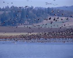 .conservation act 2010 act 716 and species listed under third schedule of the international trade in endangered species act 2008 act 686. Wildlife Conservation Wikipedia