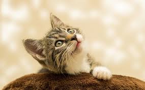 Dreams About Kittens Meaning And Interpretation