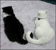 Artistic Cat Gif Cat Tail Romance I Love You Baby Me Too Honey Video Cat Gif Cats Funny Cute Cats