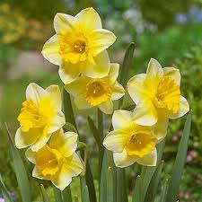 Jonquilla Daffodil Derringer Flowergardening Bulb Flowers Flower Pots Daffodils