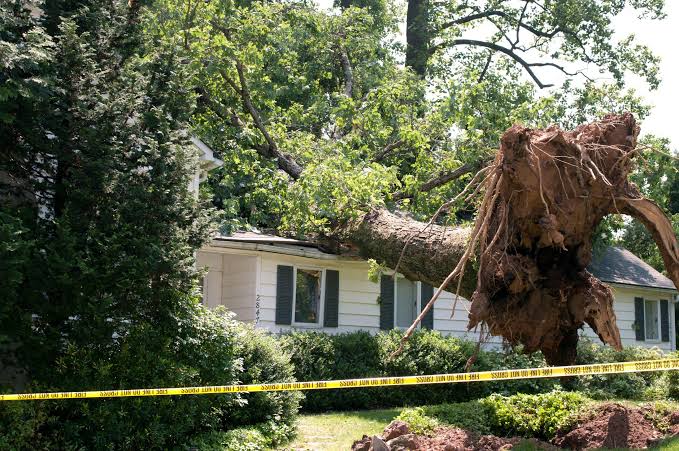 ISA certified tree assessment and trunk inspection